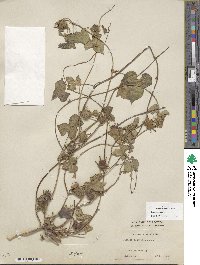 Ipomoea hederacea image