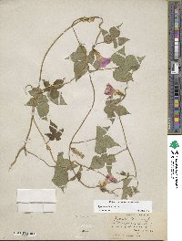 Ipomoea hederacea image