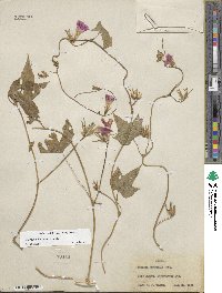 Ipomoea hederacea image