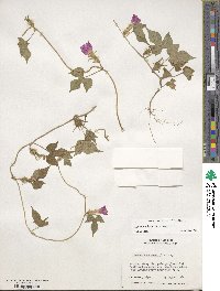 Ipomoea hederacea image