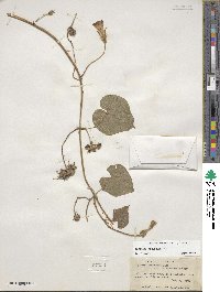 Ipomoea hederacea image