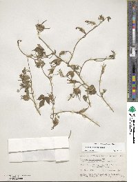 Ipomoea hederacea image