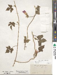 Ipomoea hederacea image