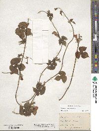 Ipomoea hederacea image