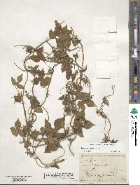 Ipomoea hederacea image