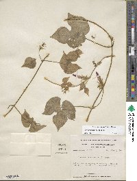 Ipomoea hederacea image