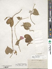 Ipomoea hederacea image