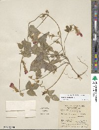 Ipomoea hederacea image