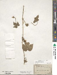 Ipomoea hederacea image