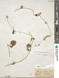 Ipomoea hederacea image