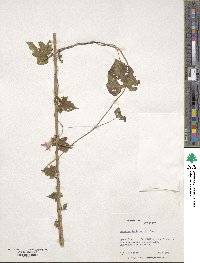 Ipomoea hederacea image