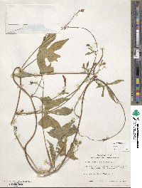 Ipomoea cristulata image