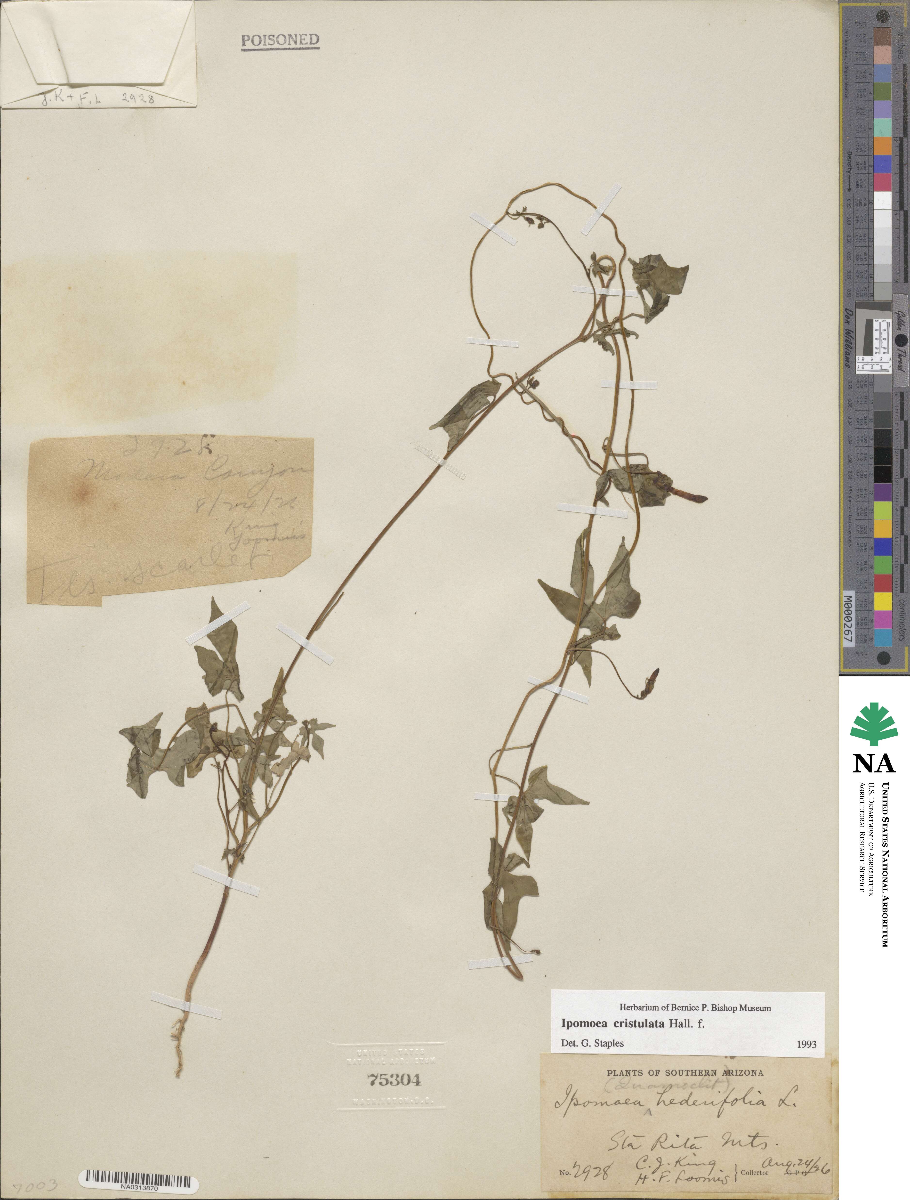 Ipomoea cristulata image