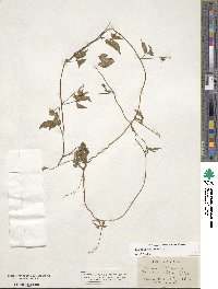 Ipomoea cristulata image