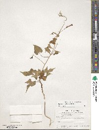 Ipomoea cristulata image