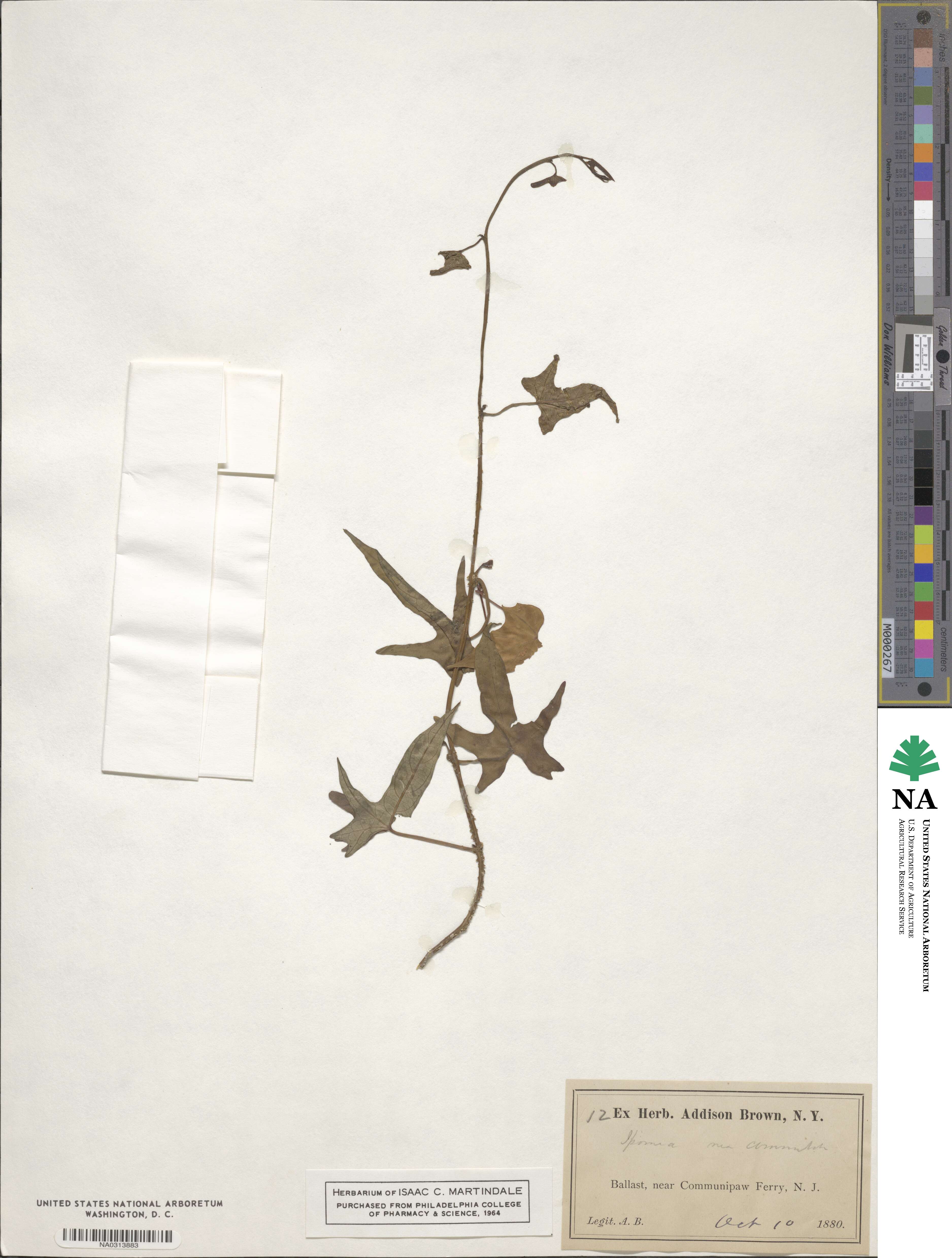 Ipomoea cordatotriloba image