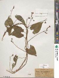 Ipomoea coccinea image