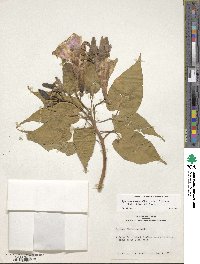 Ipomoea carnea subsp. fistulosa image