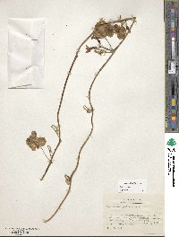 Image of Ipomoea cardiophylla