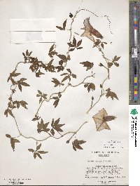 Ipomoea cairica image