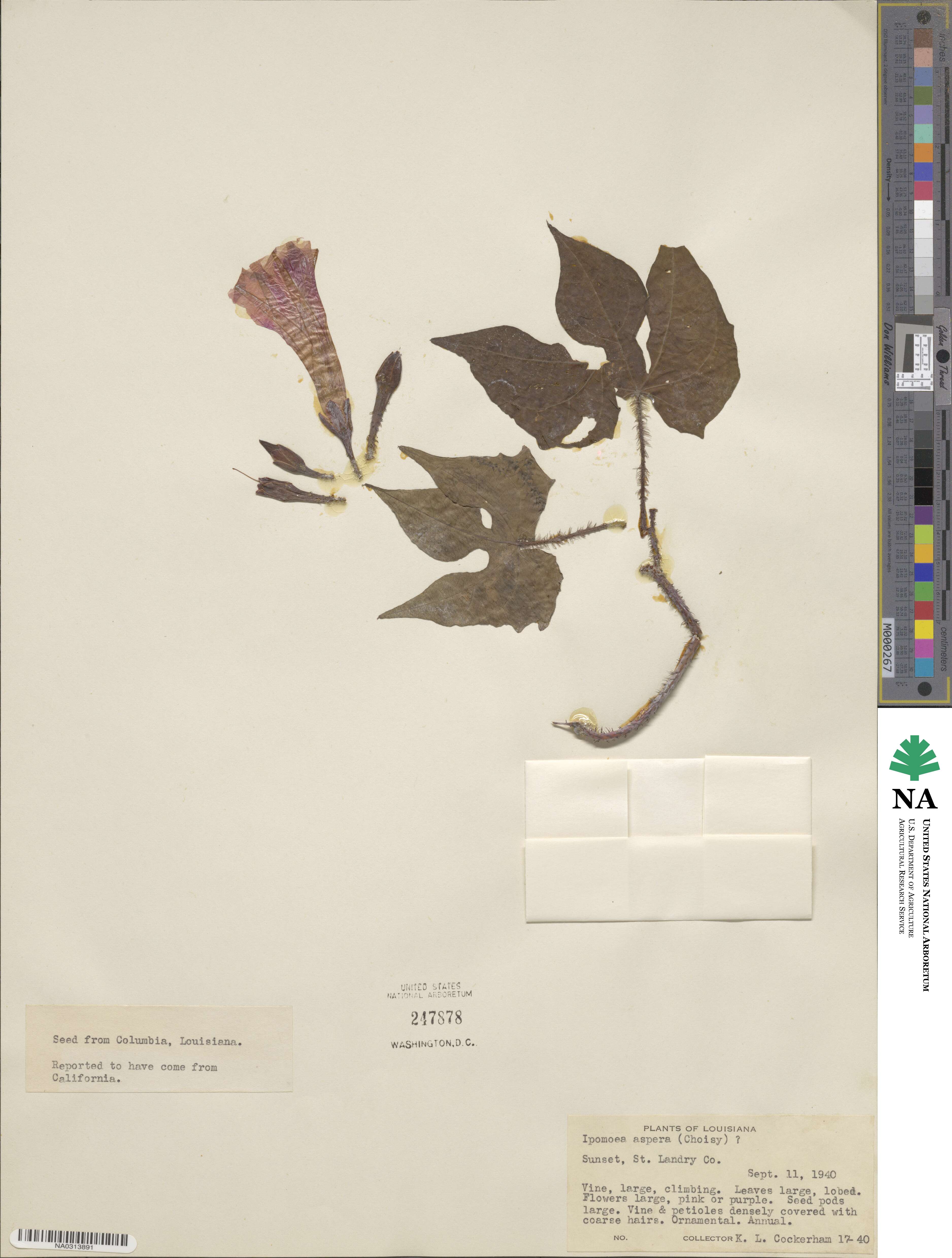 Ipomoea aspera image