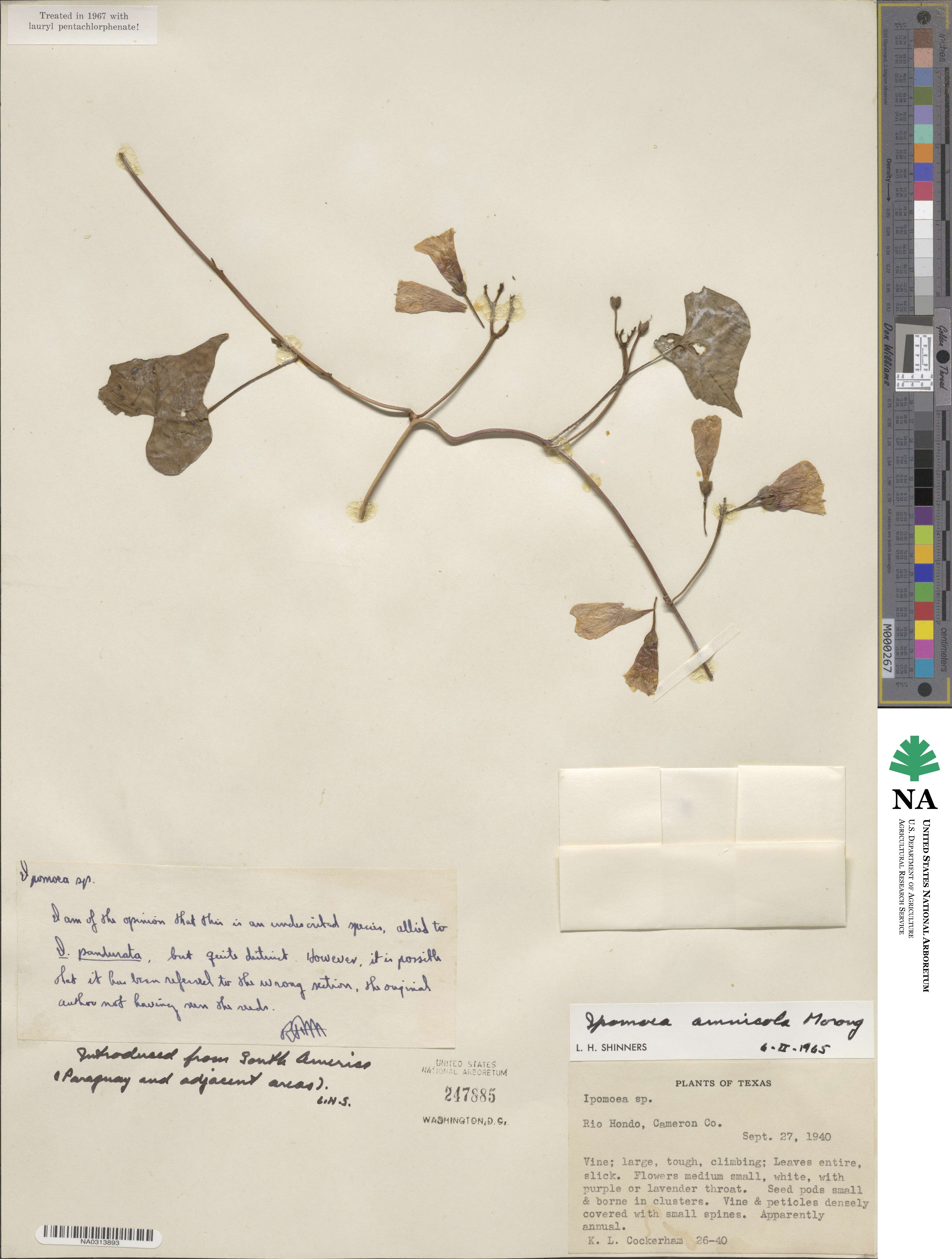 Ipomoea amnicola image