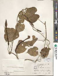 Ipomoea alba image