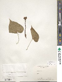 Ipomoea alba image