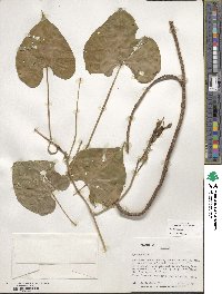 Ipomoea alba image