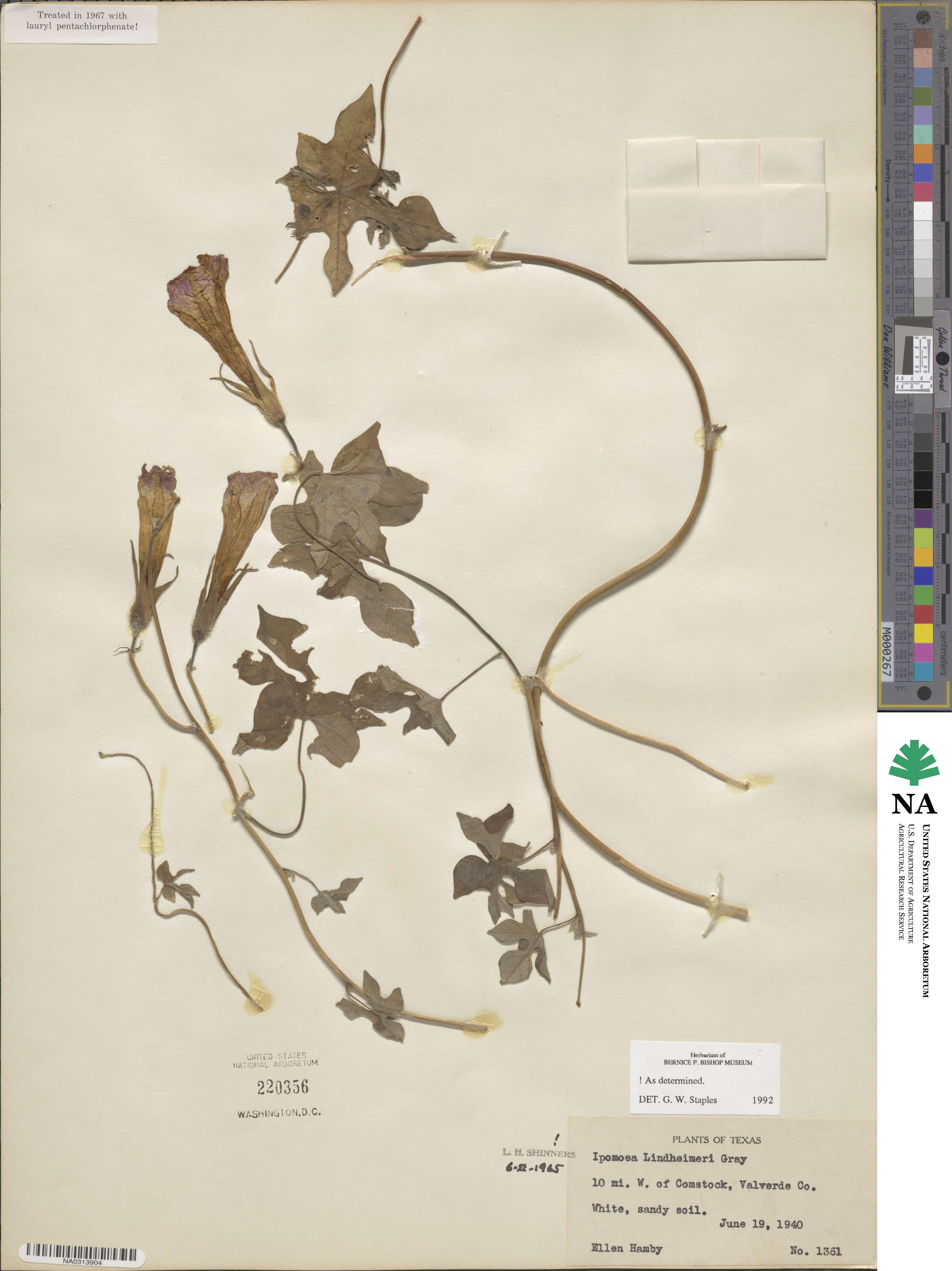 Ipomoea lindheimeri image