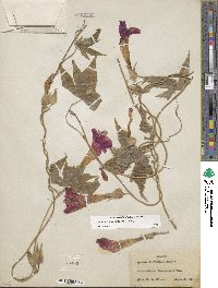 Ipomoea lindheimeri image