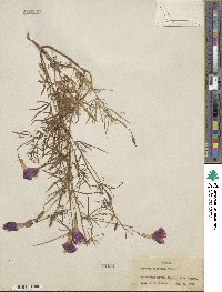 Ipomoea ternifolia subsp. leptotoma image