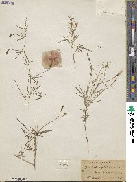 Ipomoea ternifolia image