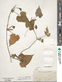 Ipomoea lacunosa image