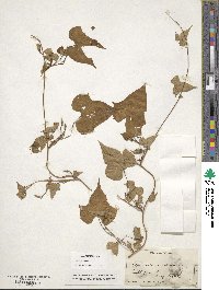 Ipomoea lacunosa image