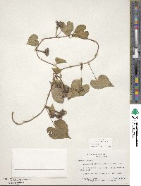 Ipomoea lacunosa image