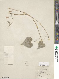 Ipomoea lacunosa image