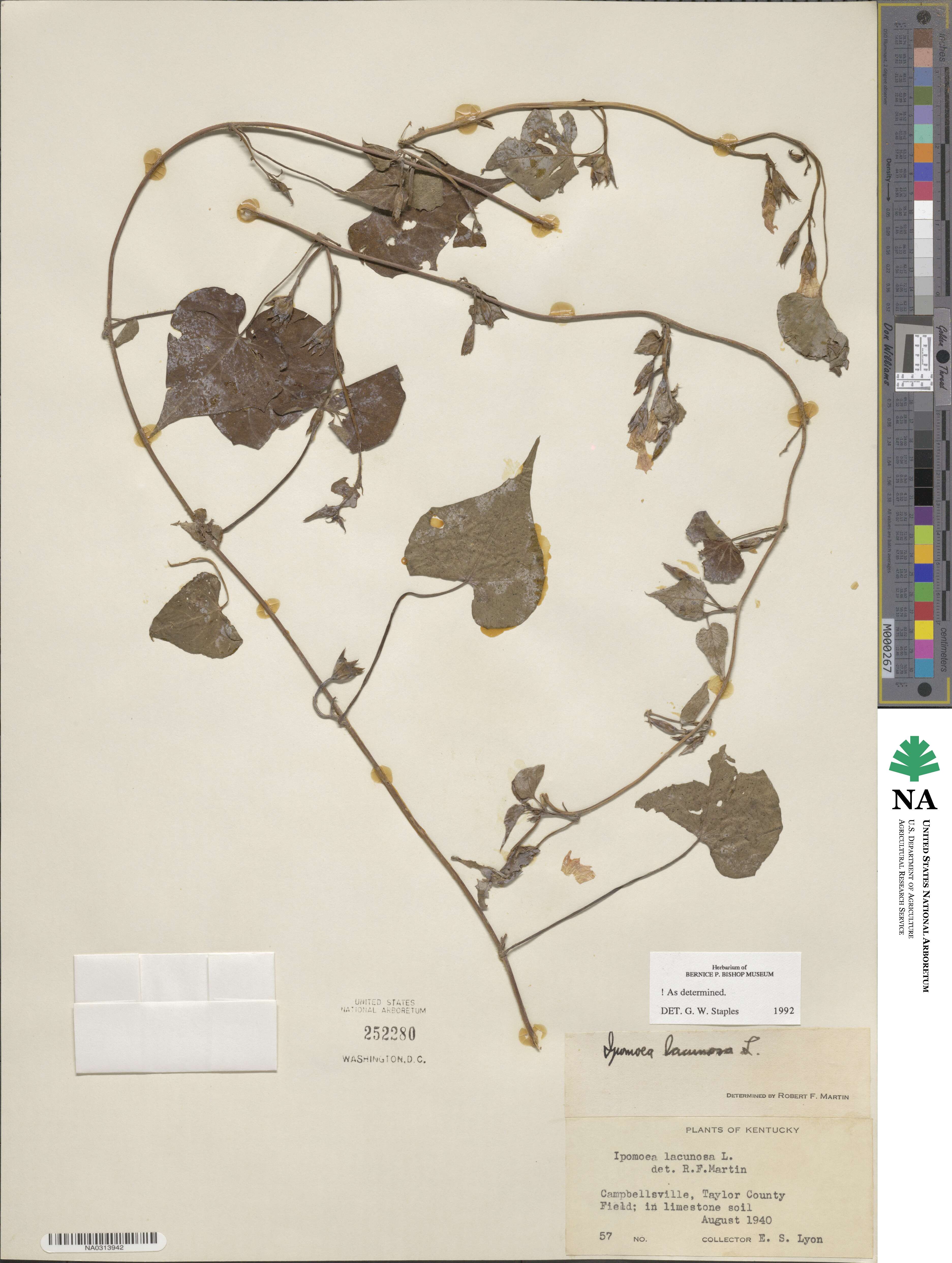 Ipomoea lacunosa image