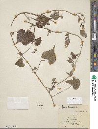 Ipomoea lacunosa image