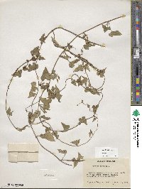 Ipomoea lacunosa image