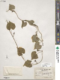 Ipomoea lacunosa image