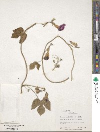 Ipomoea purpurea image