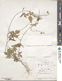 Ipomoea purpurea image