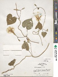 Ipomoea purpurea image