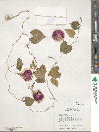 Ipomoea purpurea image