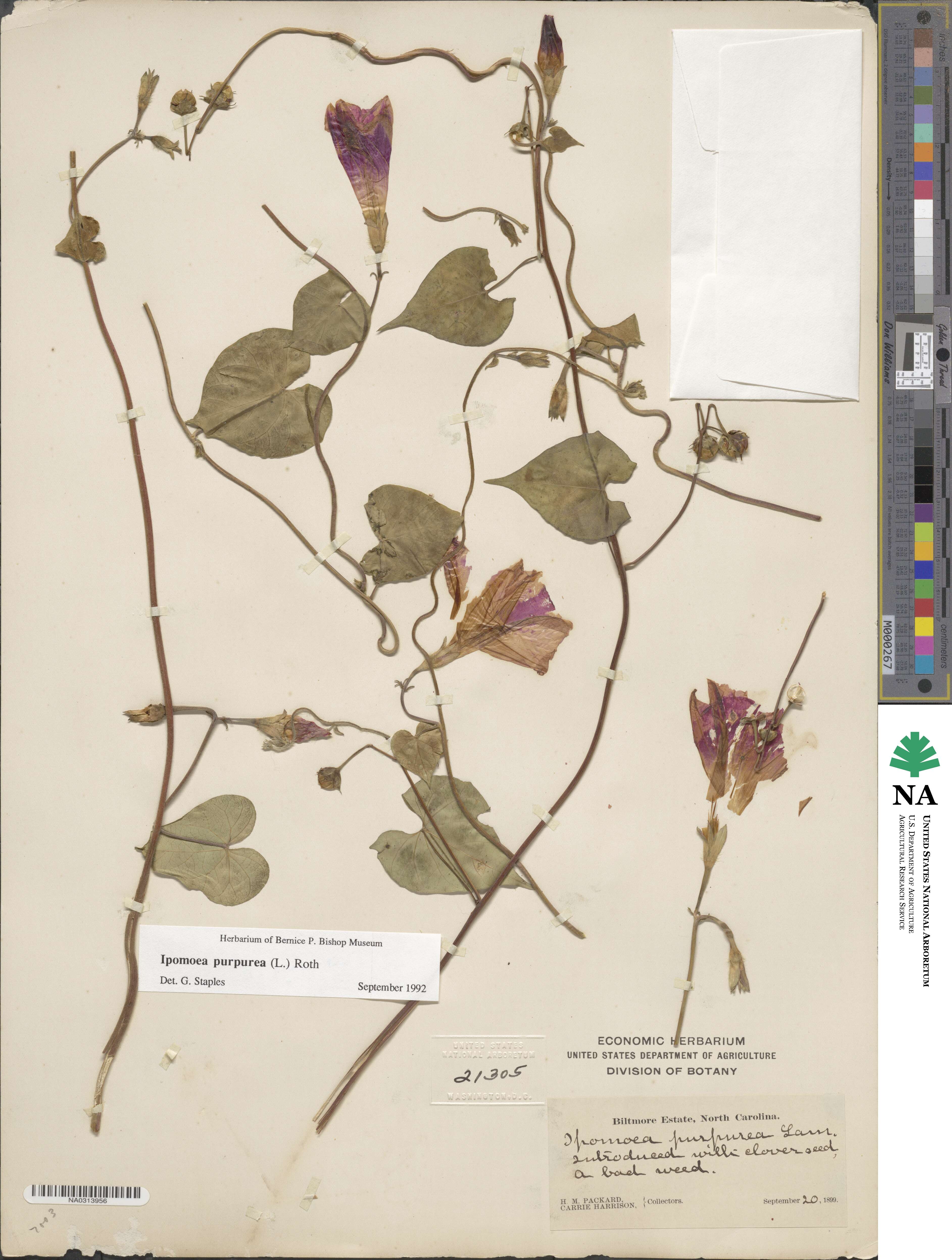 Ipomoea purpurea image