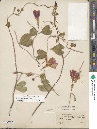 Ipomoea purpurea image