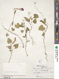 Ipomoea purpurea image