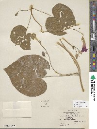 Ipomoea purpurea image