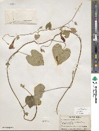 Ipomoea purpurea image